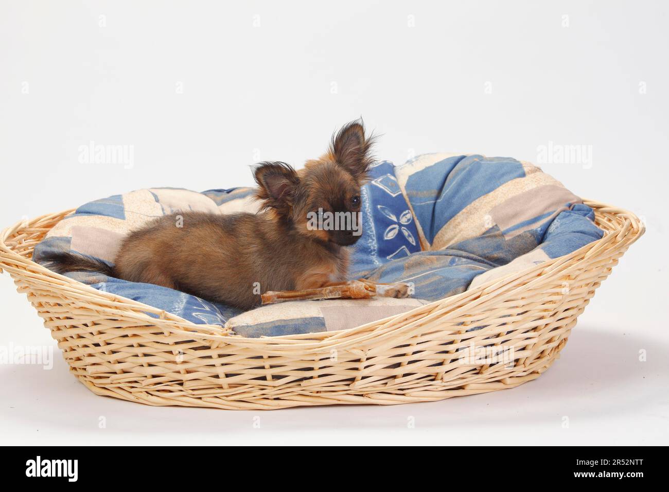 Yorkie Storage Basket - Long Hair Yorkie Storage Basket - Long Hair