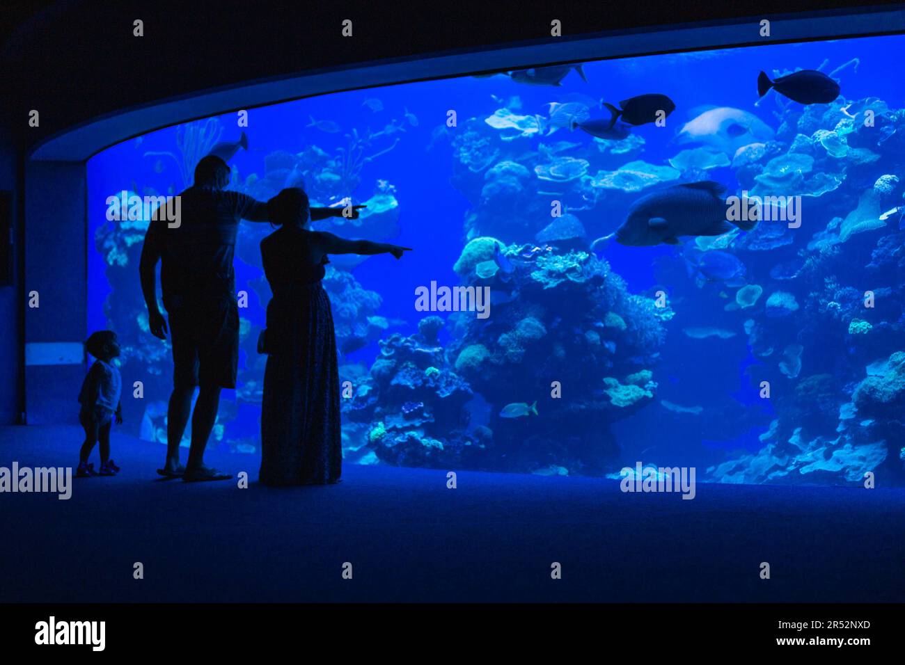 Silhouette of parents who show fish in an aquarium to the little daughter Stock Photo
