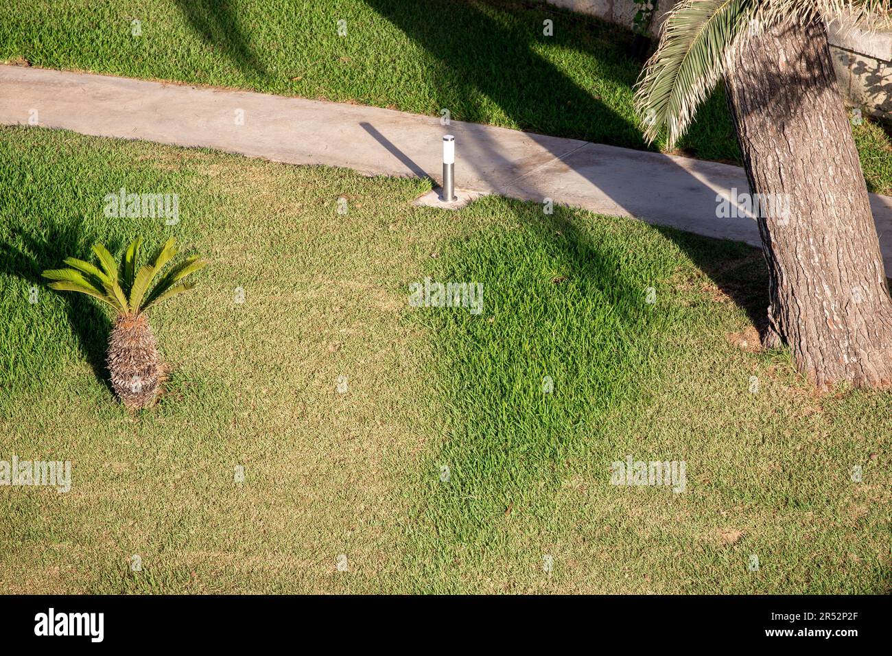 Sidewalk in the palm garden Stock Photo