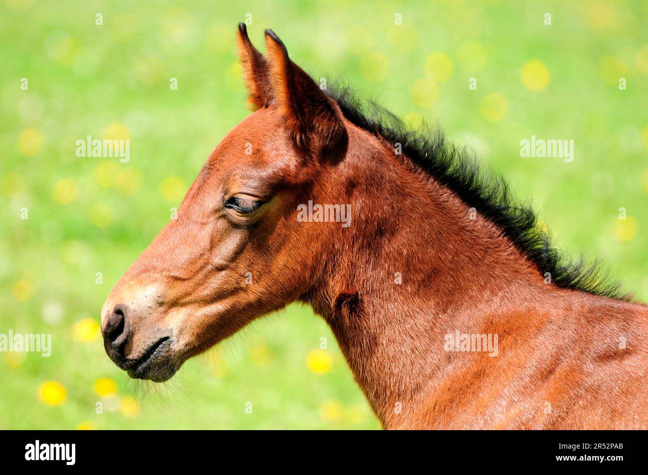 American Quarter Horse, Foal Stock Photo Alamy