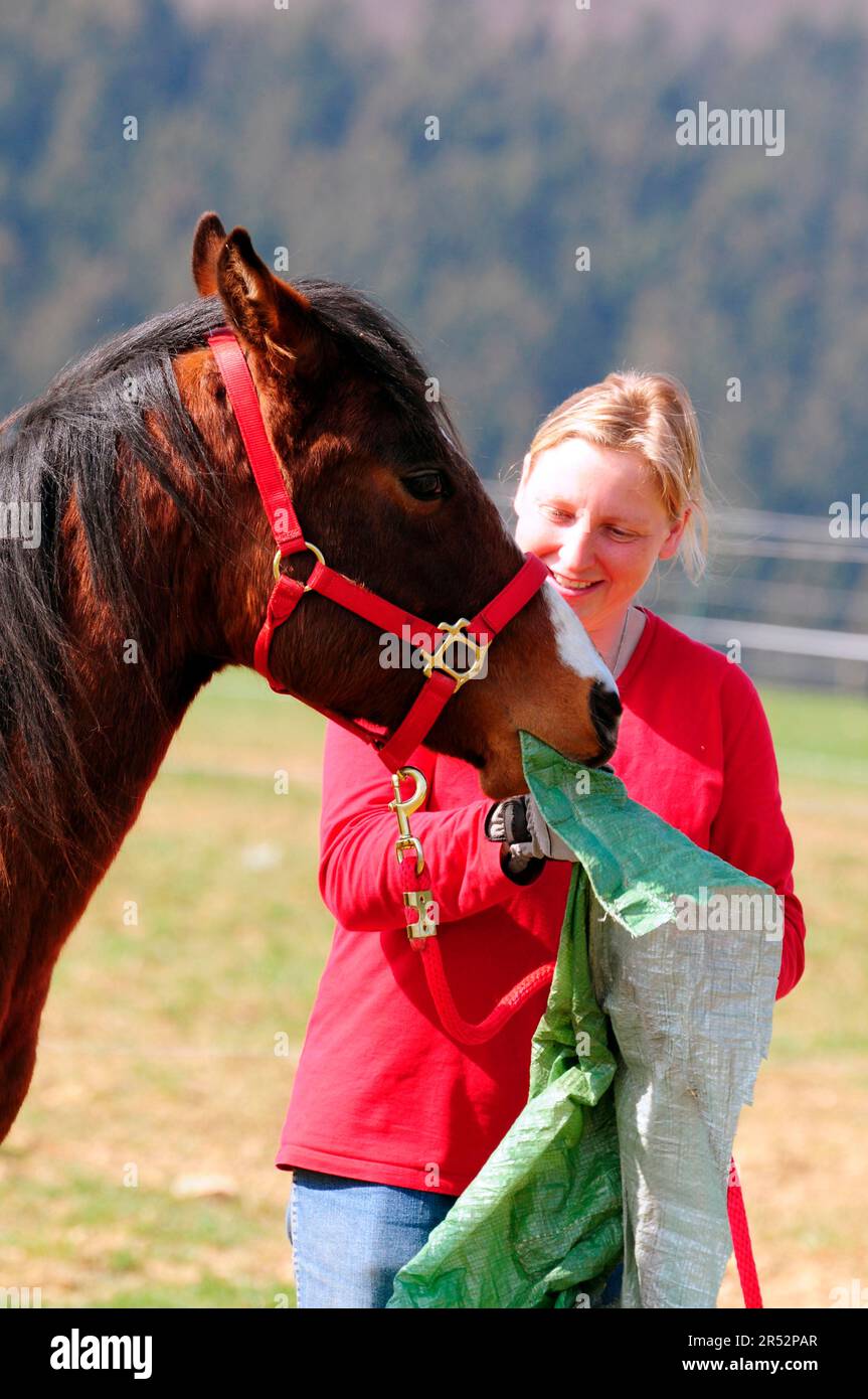 Coach with American Quarter Horse, young stallion, basic training