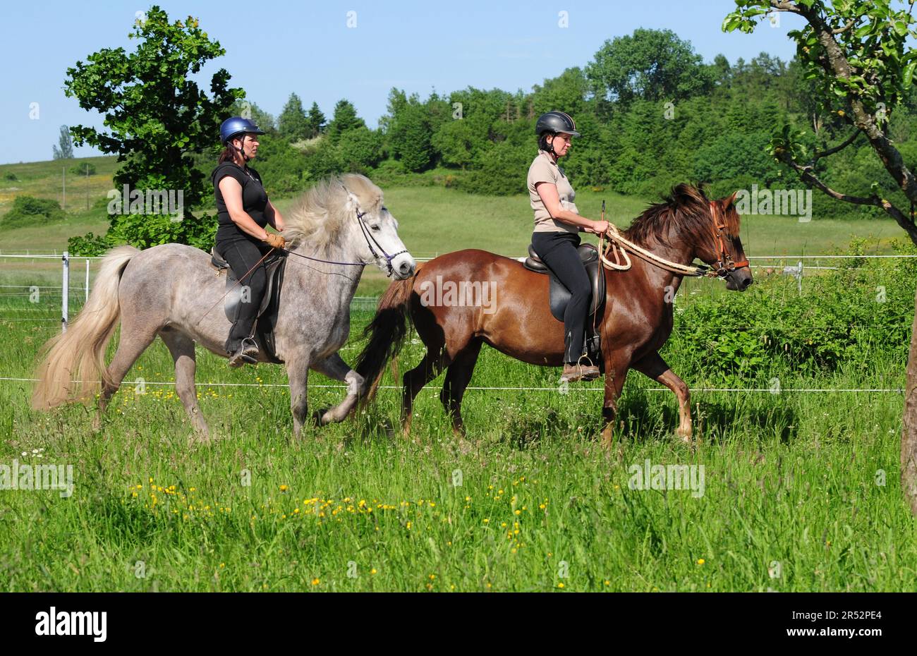Women on paso fino and icelandic pony, icelandic horse, icelandic rider, toelt, tolt, sideways, riding helmet, gaited horses Stock Photo