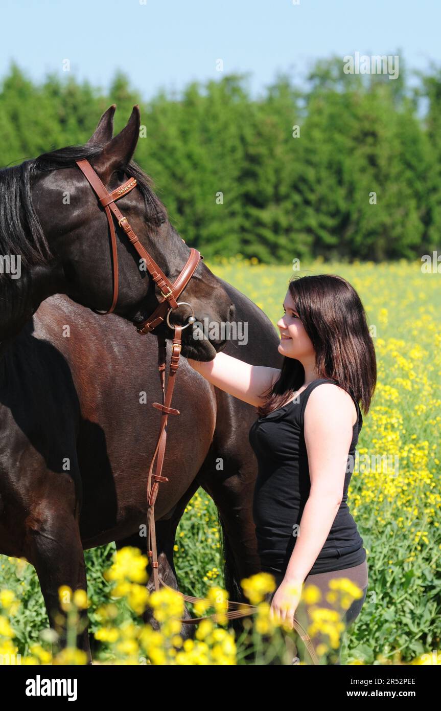 Girl and horse, bridle, black horse, english thoroughbred Stock Photo