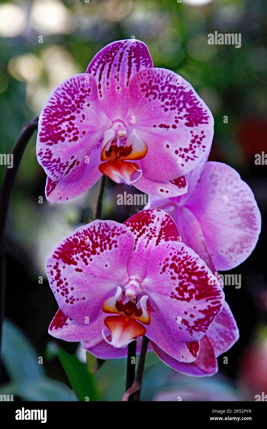 Orchid (Phalaenopsis Hybrid) Stock Photo