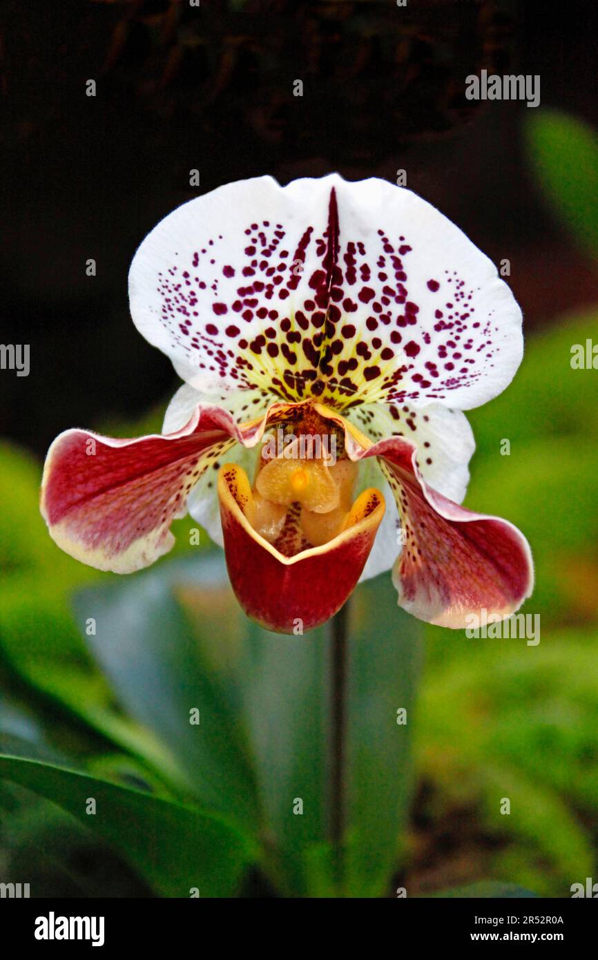 Lady's Slipper Orchid (Paphiopedilum hybrid) Stock Photo