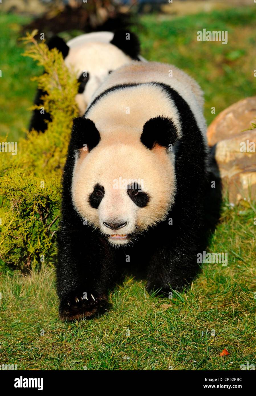 Giant panda endangered specie hi-res stock photography and images - Alamy