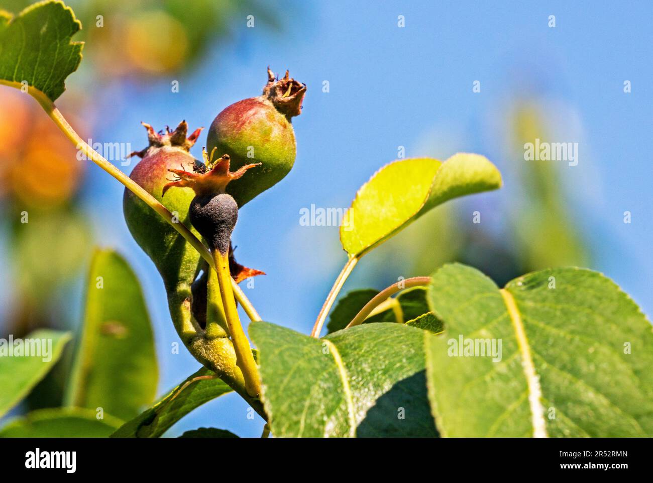 green-disease-of-pear-fruits-pests-and-diseases-of-fruit-trees-stock