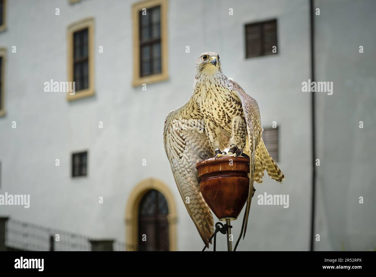 Trained tamed large captive saker falcon (falco cherrug) bird exhibited at town festivities at the castle. Fast, powerful bird for falconry hunt. Stock Photo