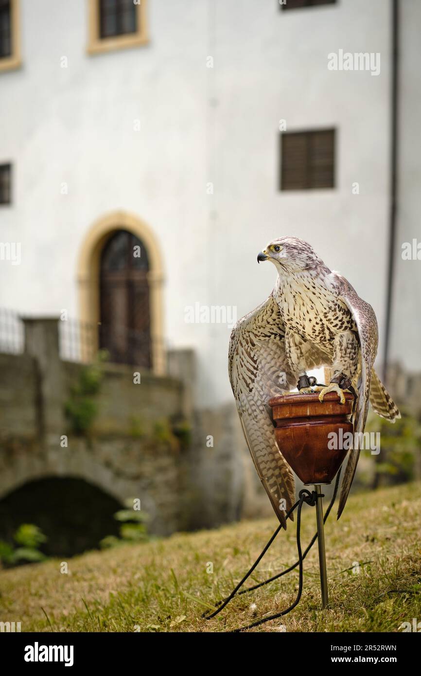 Trained tamed large captive saker falcon (falco cherrug) bird exhibited at town festivities at the castle. Fast, powerful bird for falconry hunt. Stock Photo