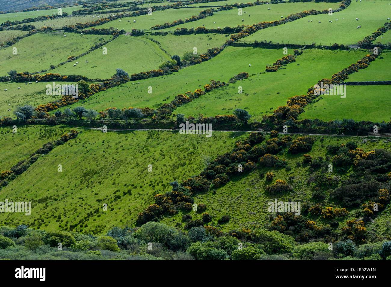 Demarcated pasture landscape, County Kerry, Ireland Stock Photo