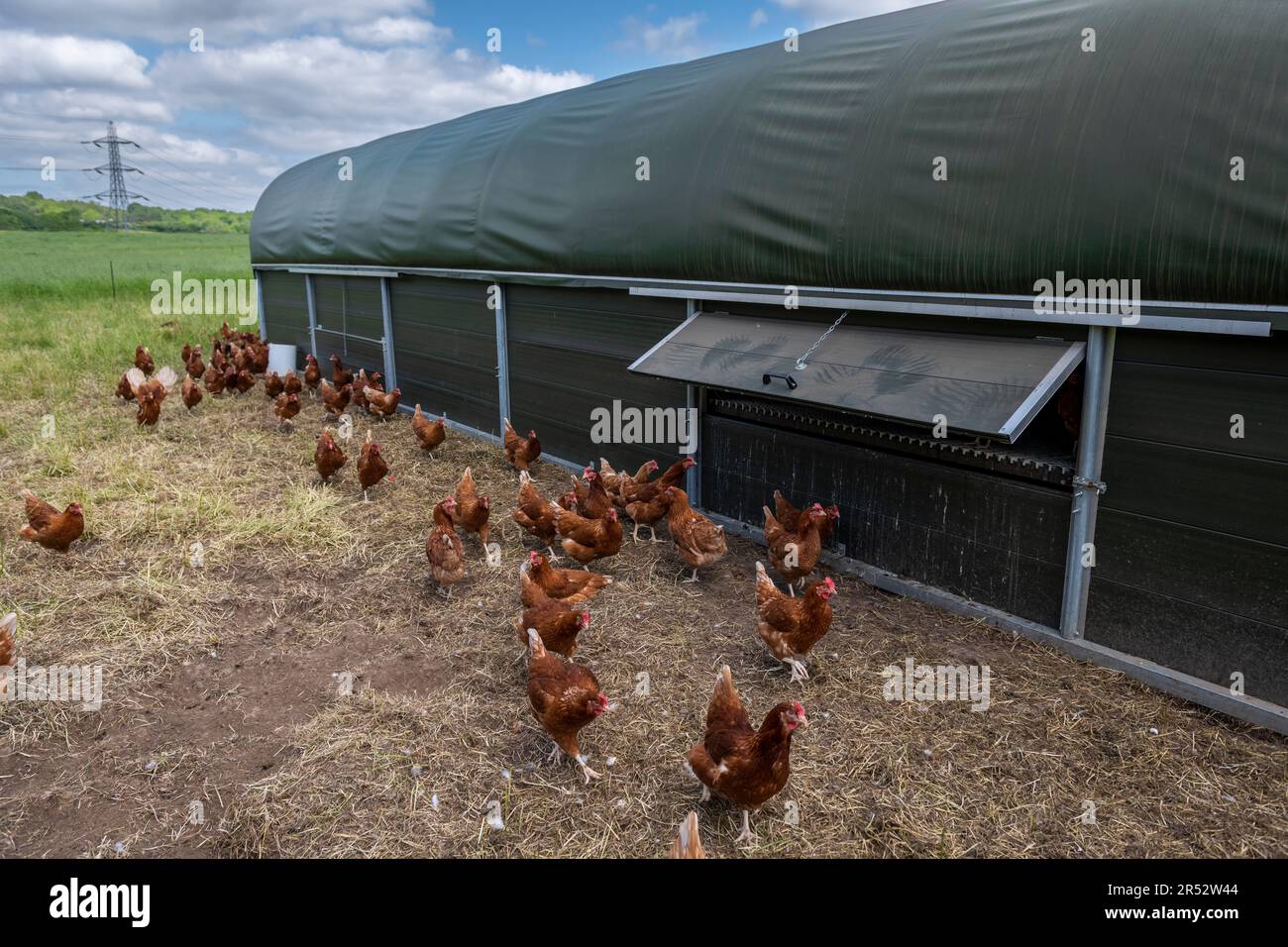 Chickens and a coop hi-res stock photography and images - Page 12