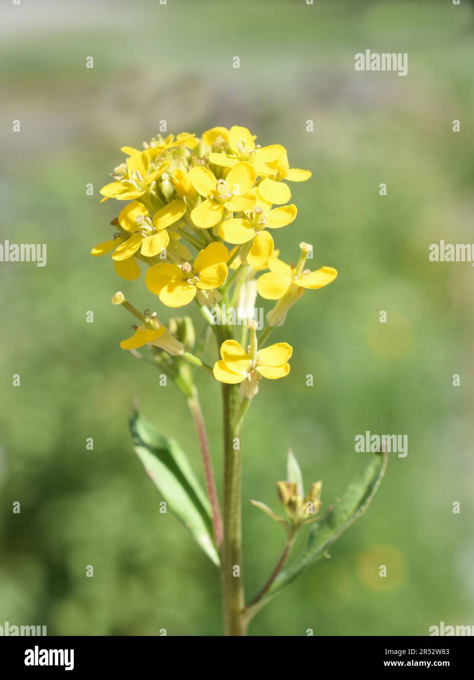 The treacle mustard Erysimum cheiranthoides yellow flowers closeup Stock Photo