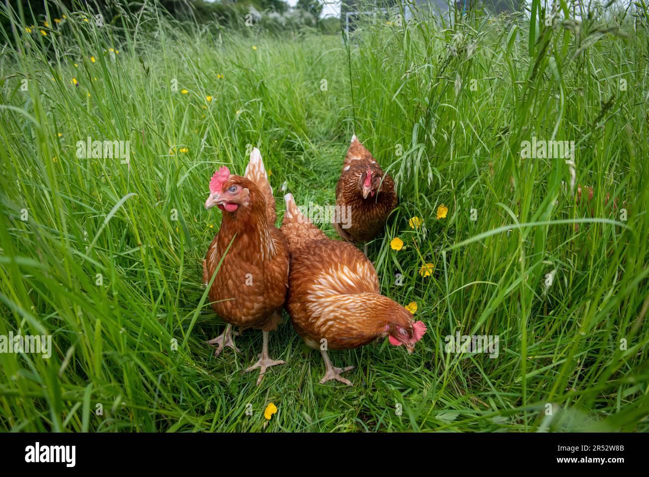Ducks Hill Farm is a free range egg farm in Northwood near London