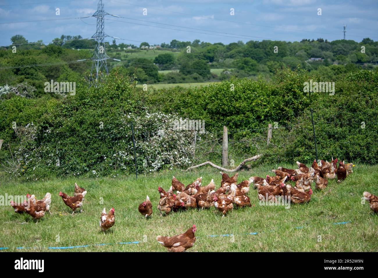 Ducks Hill Farm Is A Free Range Egg Farm In Northwood Near London 