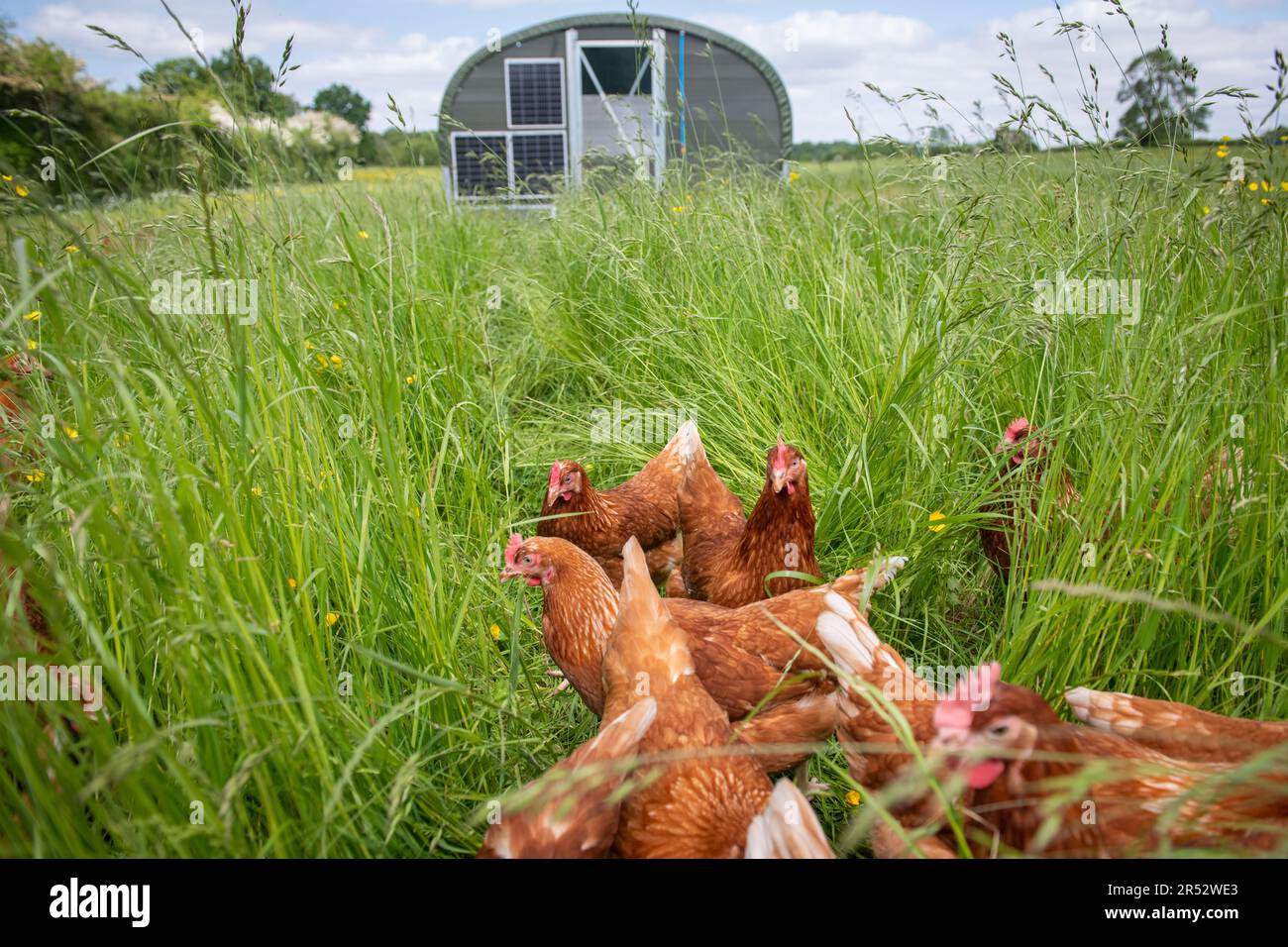 Ducks Hill Farm is a free range egg farm in Northwood near London