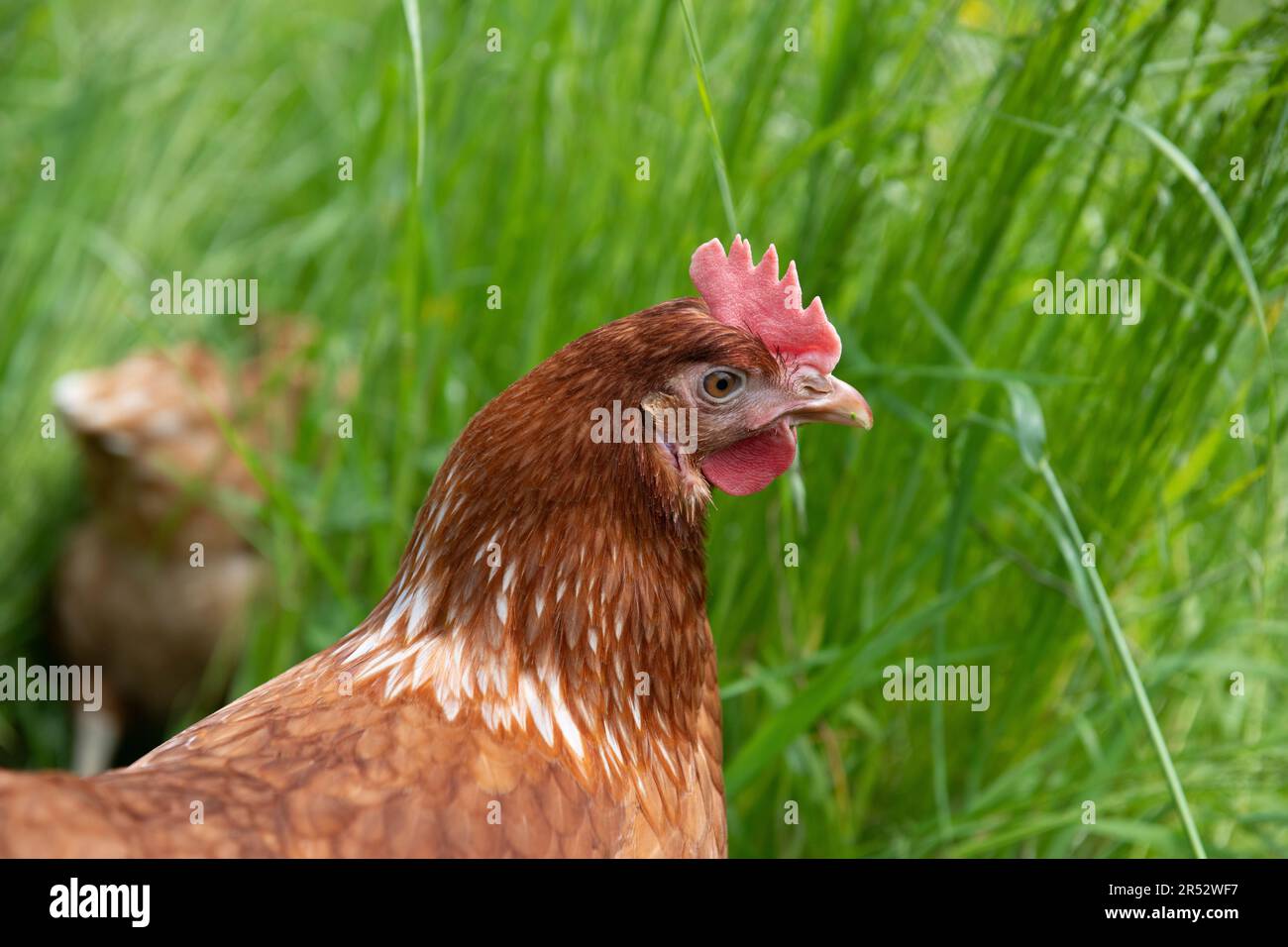 Ducks Hill Farm is a free range egg farm in Northwood near London