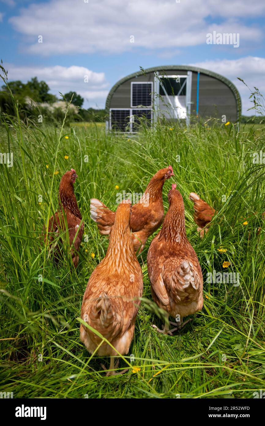 Ducks Hill Farm is a free range egg farm in Northwood near London, selling their eggs via a