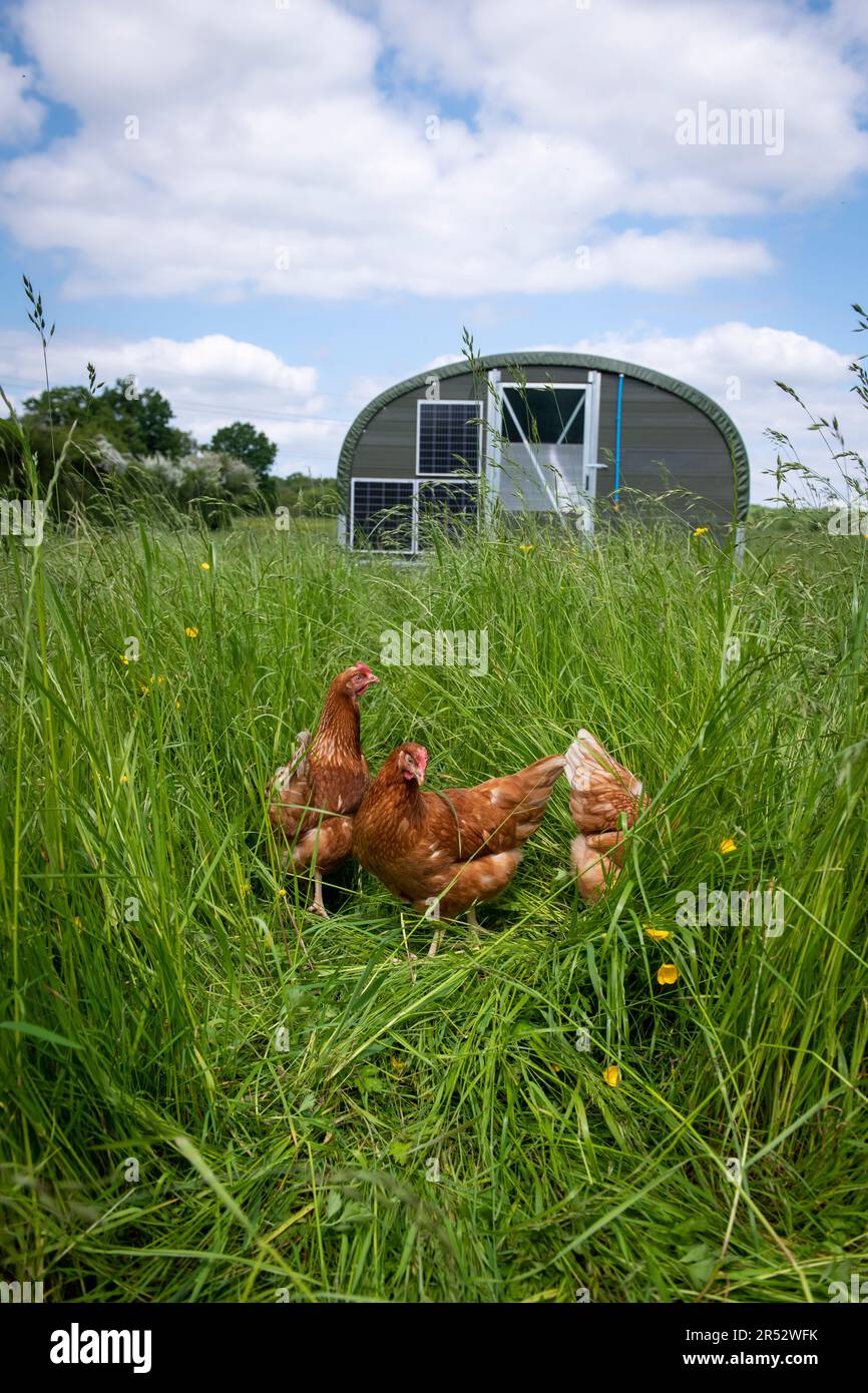 Ducks Hill Farm is a free range egg farm in Northwood near London