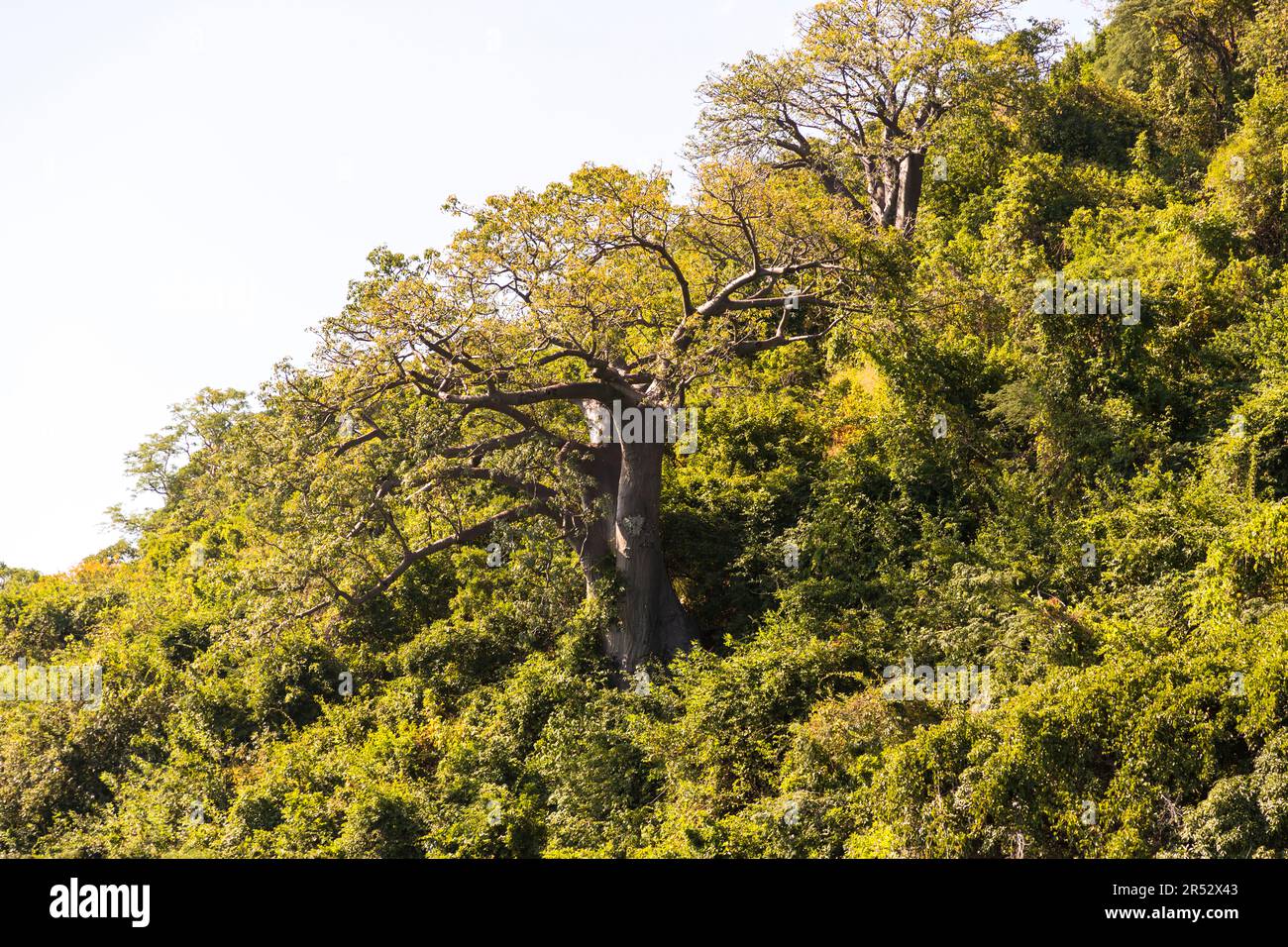 Baobab trees in the jungle on the steep shore of Lake Malawi. Baobab