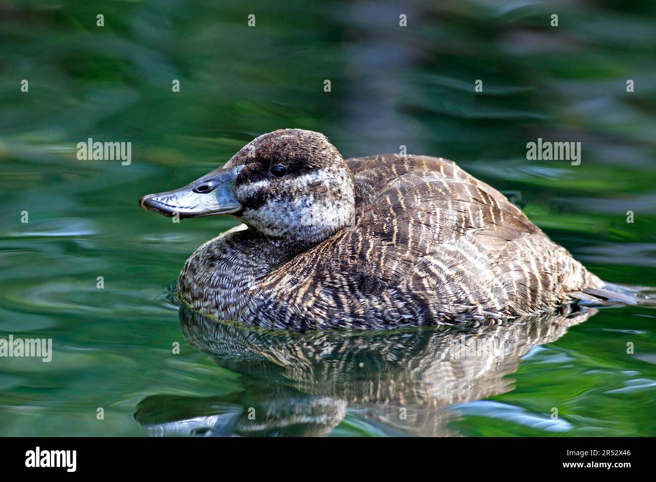 Argentine Lake Duck, female, Argentine Blue-bill (Oxyura vittata), Argentine Ruddy Duck Stock Photo