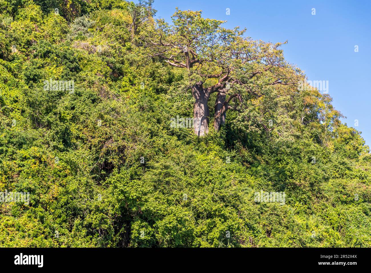 In the untouched forest on the shore of Lake Malawi also grow the mighty Baobab trees. Baobab trees in the jungle on the steep shore of Lake Malawi. Baobab Tree's can store a lot of water Kasankha, Malawi Stock Photo