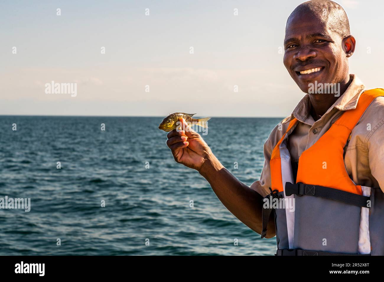 Skipper Black of Pumulani Lodge attracts the eagles with small cichlids. Bald eagles are attracted to Lake Malawi with freshly caught fish Stock Photo