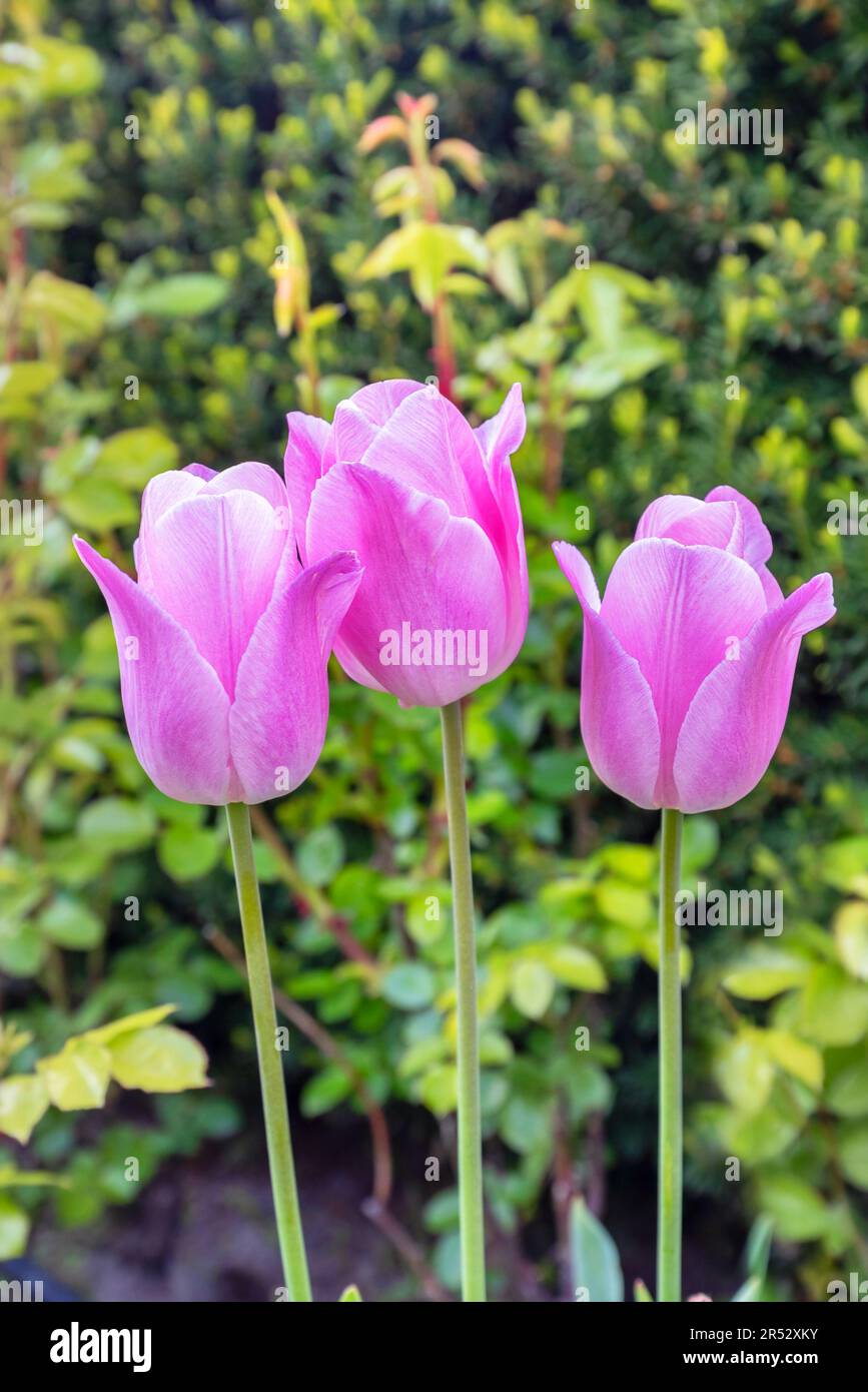Three beautiful slender tulips of pink mother-of-pearl color on a blurred background of garden greenery. Copy space. Close-up. Stock Photo