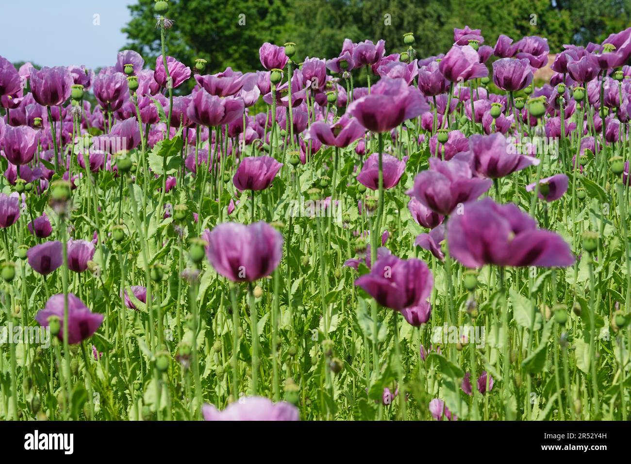 Papaver somniferum is a species of flowering plant in the Papaveraceae family. Stock Photo