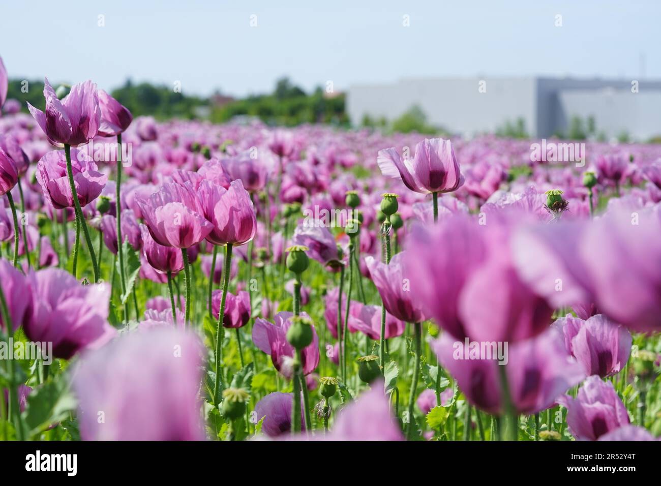 Papaver somniferum is a species of flowering plant in the Papaveraceae family. Stock Photo