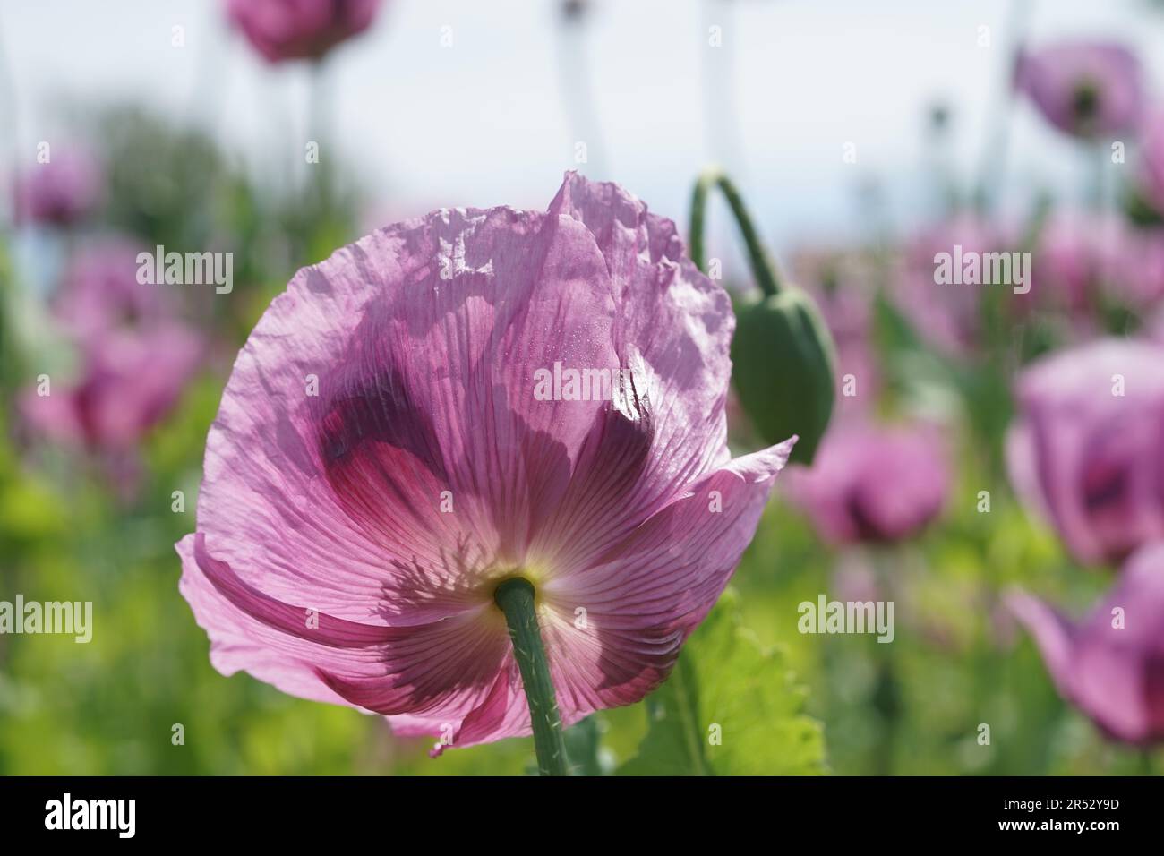 Papaver Somniferum Is A Species Of Flowering Plant In The Papaveraceae