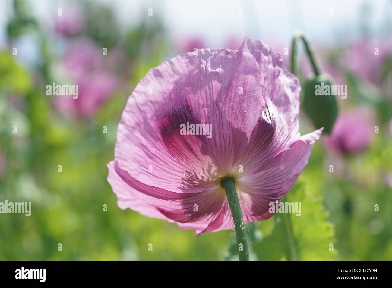 Papaver somniferum is a species of flowering plant in the Papaveraceae family. Stock Photo