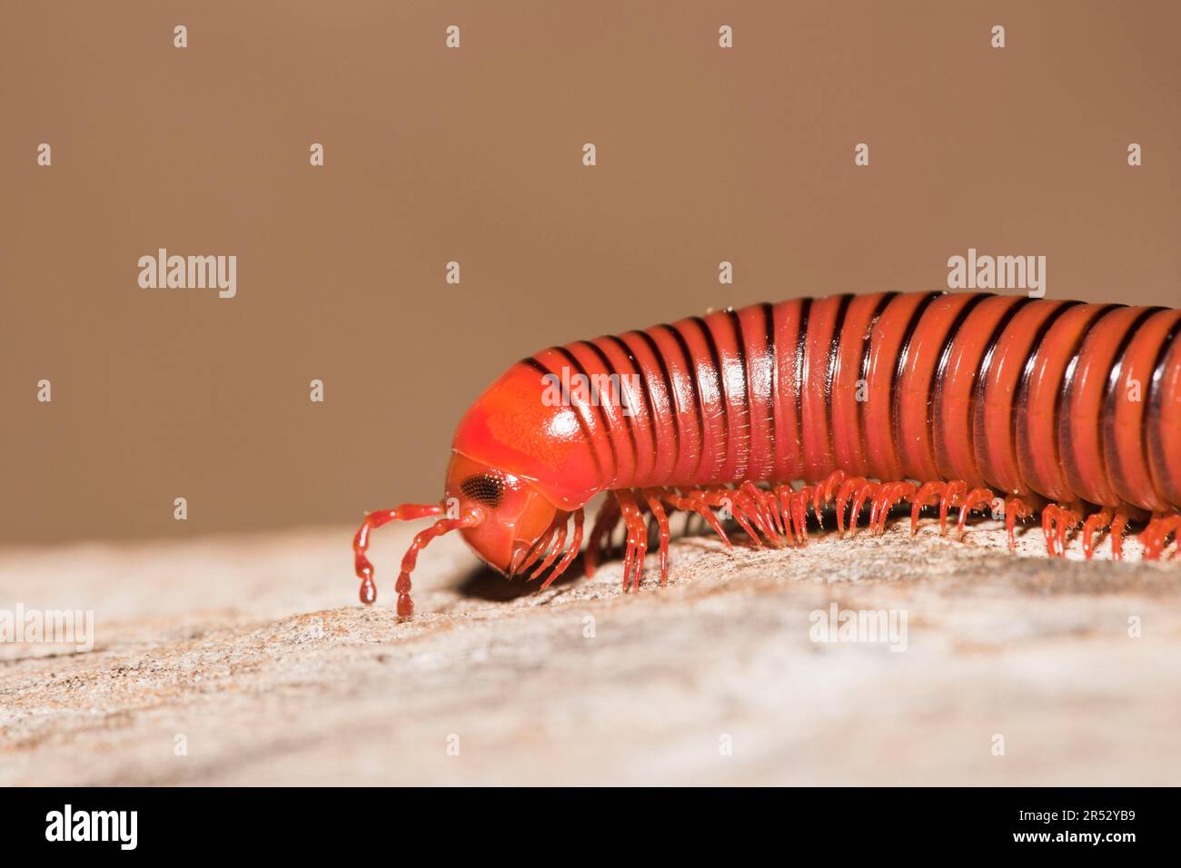 Worm-Like Millipedes, Umfolozi National Park, South Africa (Spirostreptida) Stock Photo