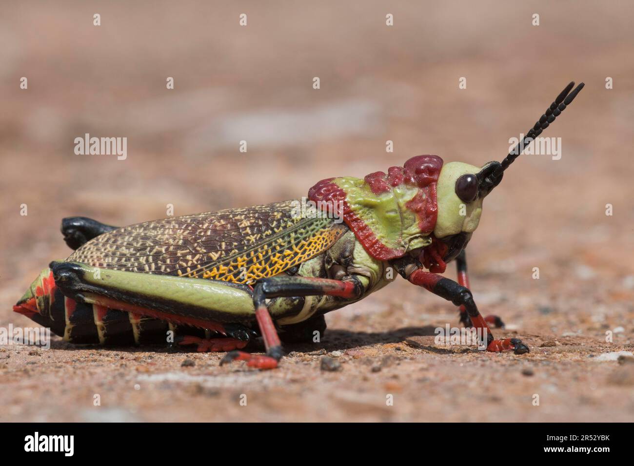 Koppie Foam (Dictyophorus spumans), UmfoloziHluhluwe