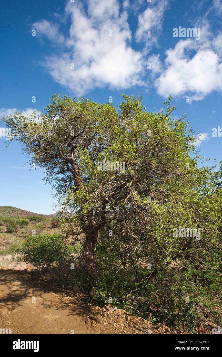 Scunk bush, Zulu Falls Hidden Valley, KwaZulu-Natal, South Africa (Premna mooiensis) Stock Photo