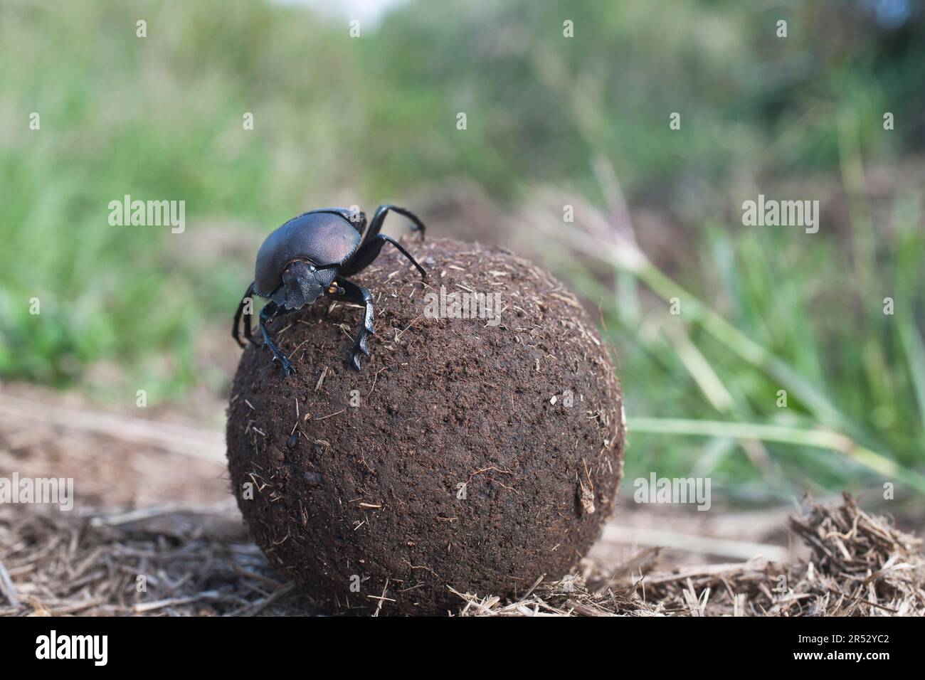 Dung Beetle, rolling ball of dung, Umfolozi-Hluhluwe National Park, South Africa (Scarabaeus) Stock Photo