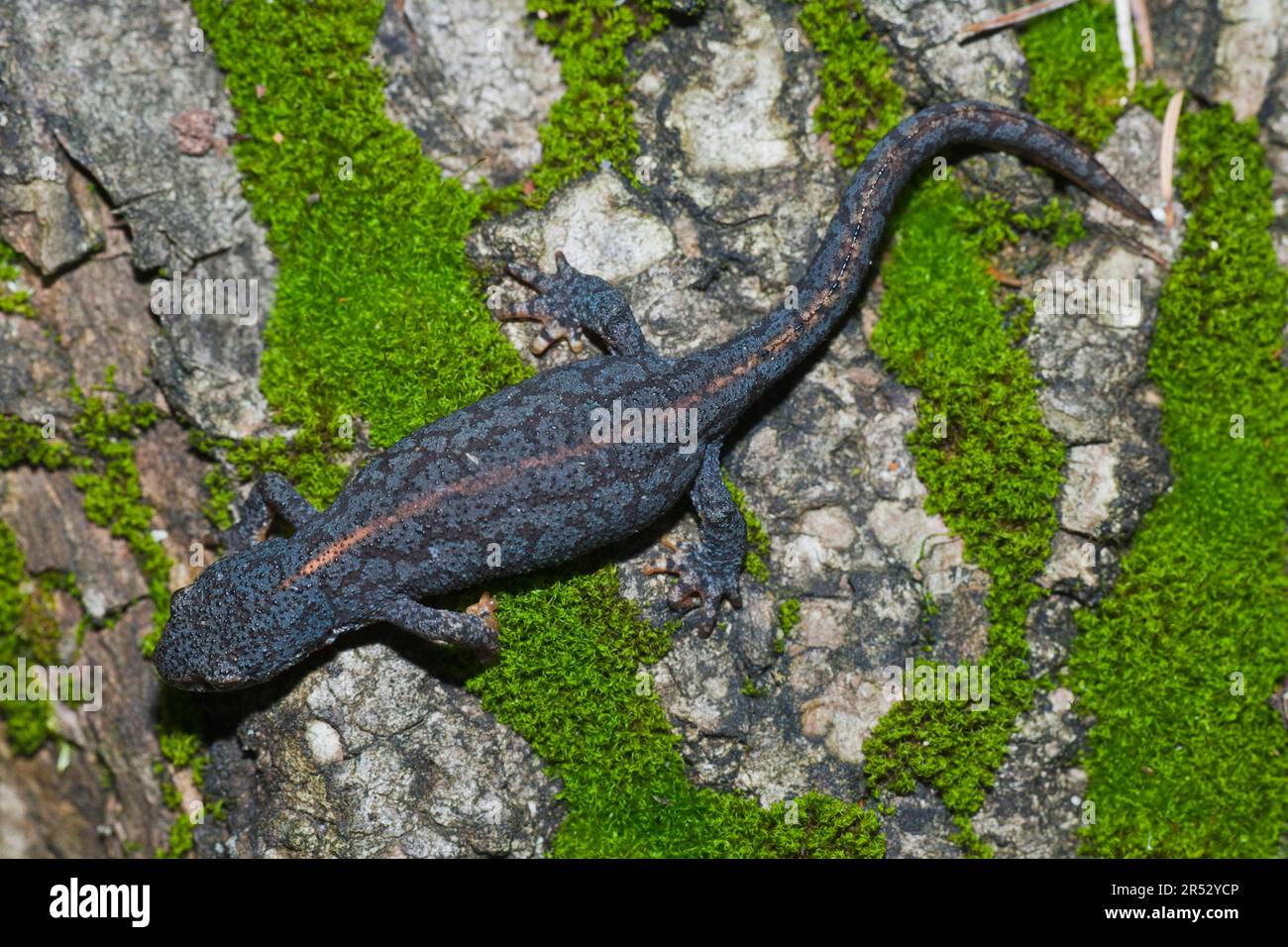Tree Newt Lower newt hi-res stock photography and images - Alamy