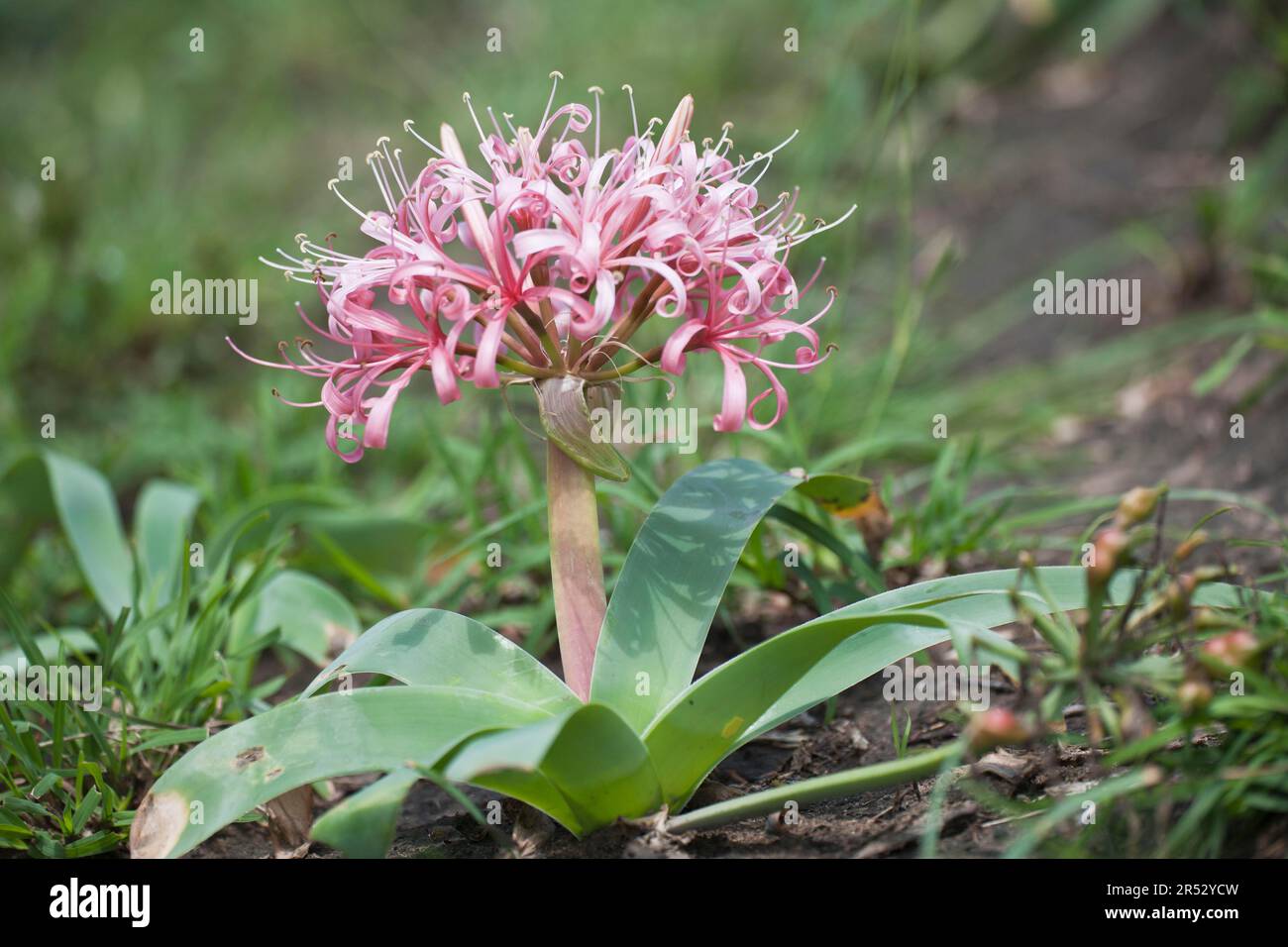 Karoo-Lily, Umfolozi National Park, South Africa (Ammocharis coranica) Stock Photo