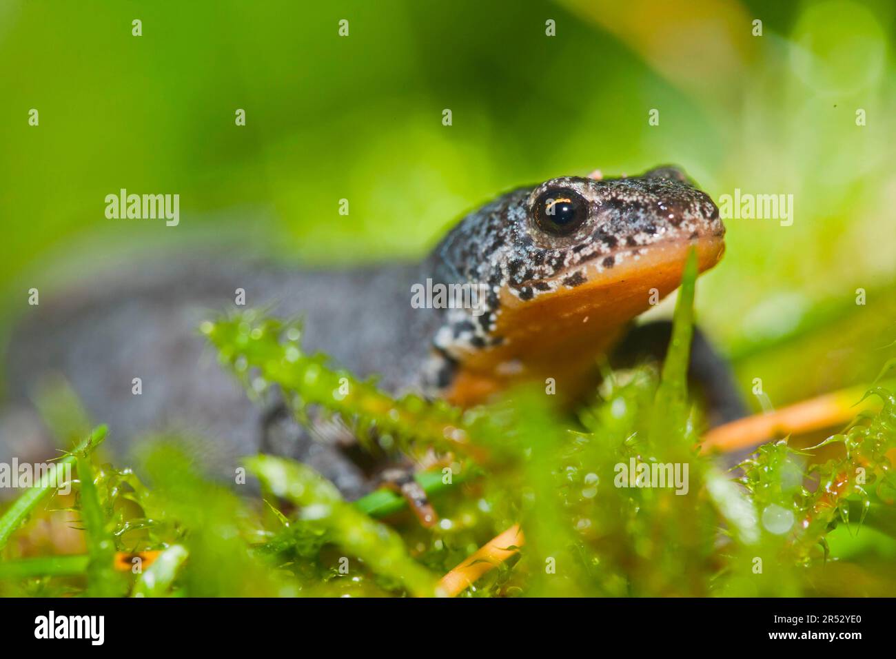 An alpine salamander hi res stock photography and images Page 12