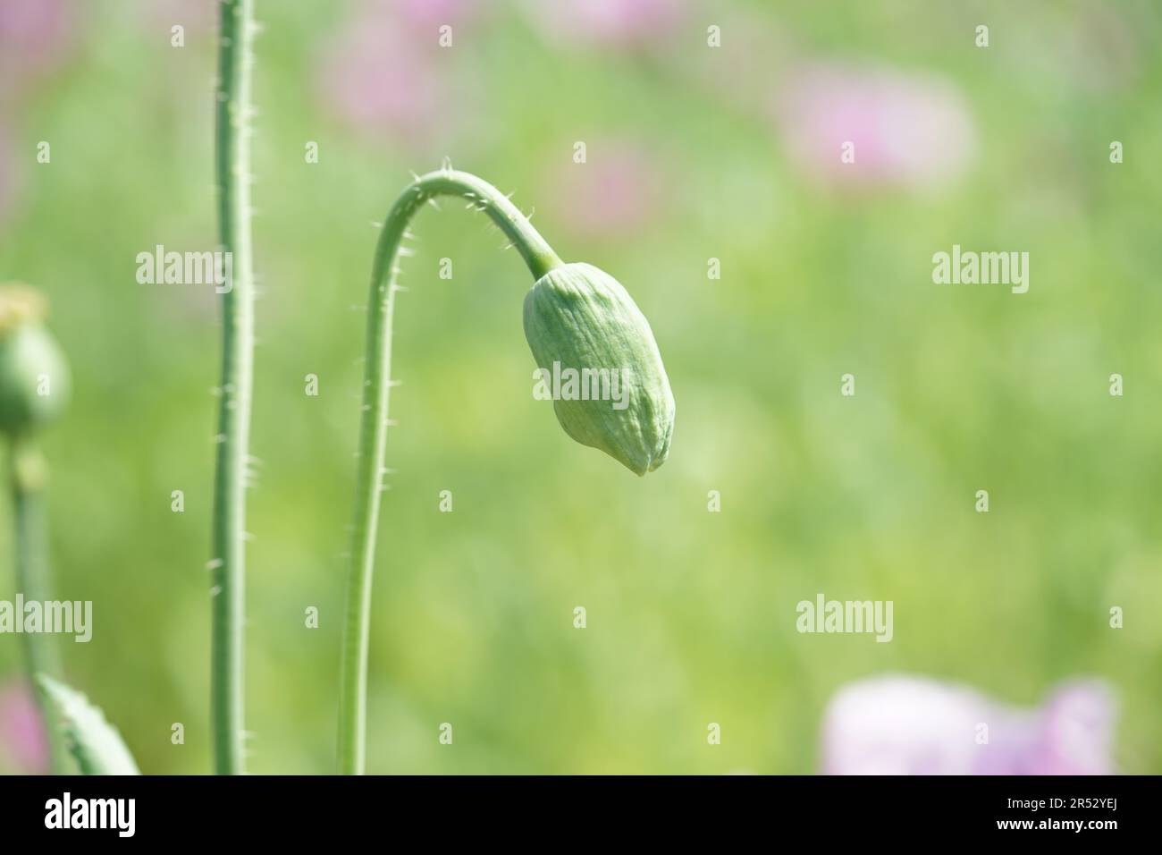 Papaver somniferum is a species of flowering plant in the Papaveraceae family. Stock Photo