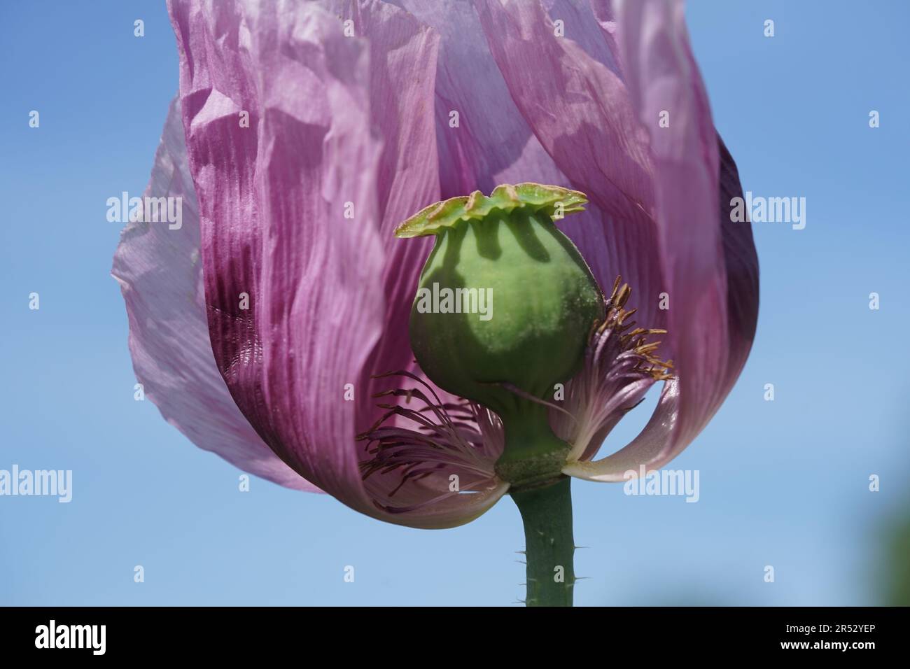 Papaver somniferum is a species of flowering plant in the Papaveraceae family. Stock Photo