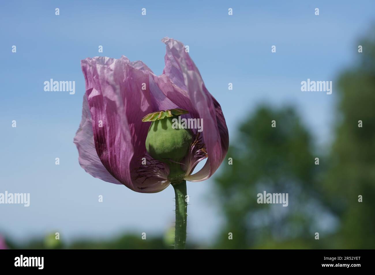 Papaver somniferum is a species of flowering plant in the Papaveraceae family. Stock Photo