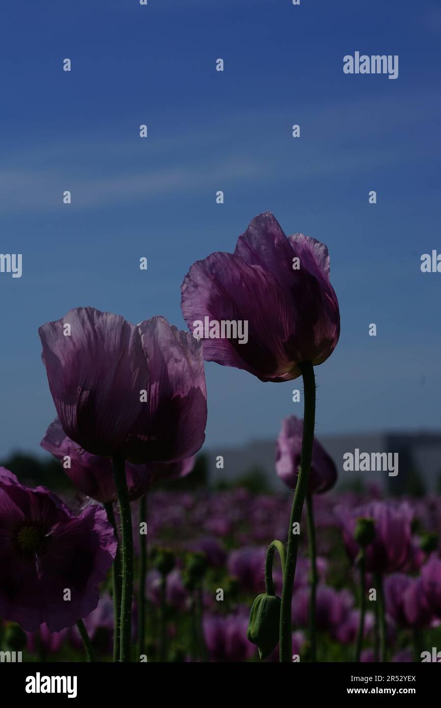 Papaver somniferum is a species of flowering plant in the Papaveraceae family. Stock Photo