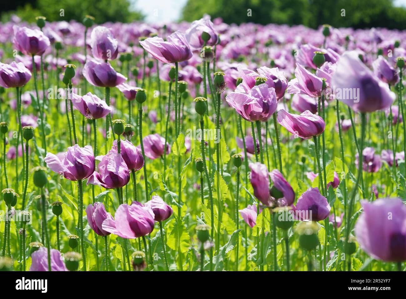 Papaver somniferum is a species of flowering plant in the Papaveraceae family. Stock Photo