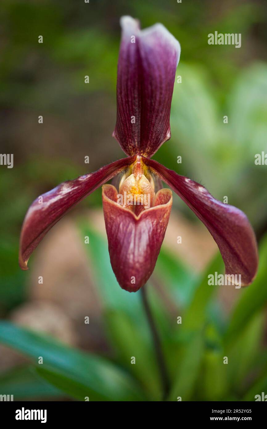 Lady's Slipper Orchid (Paphiopedilum Hybride King Arthur) Stock Photo