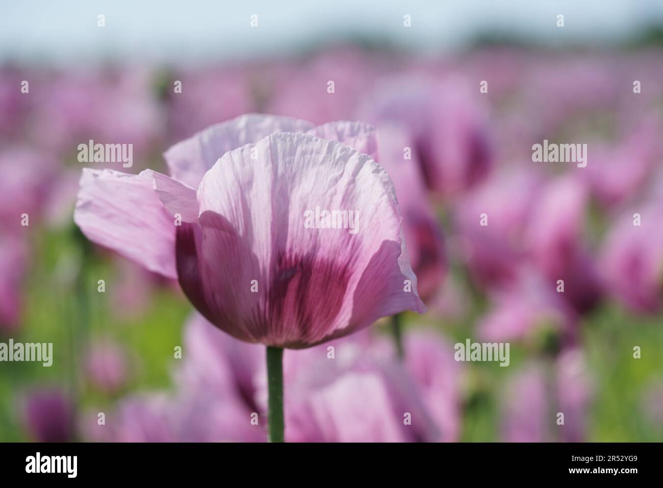 Papaver somniferum is a species of flowering plant in the Papaveraceae family. Stock Photo