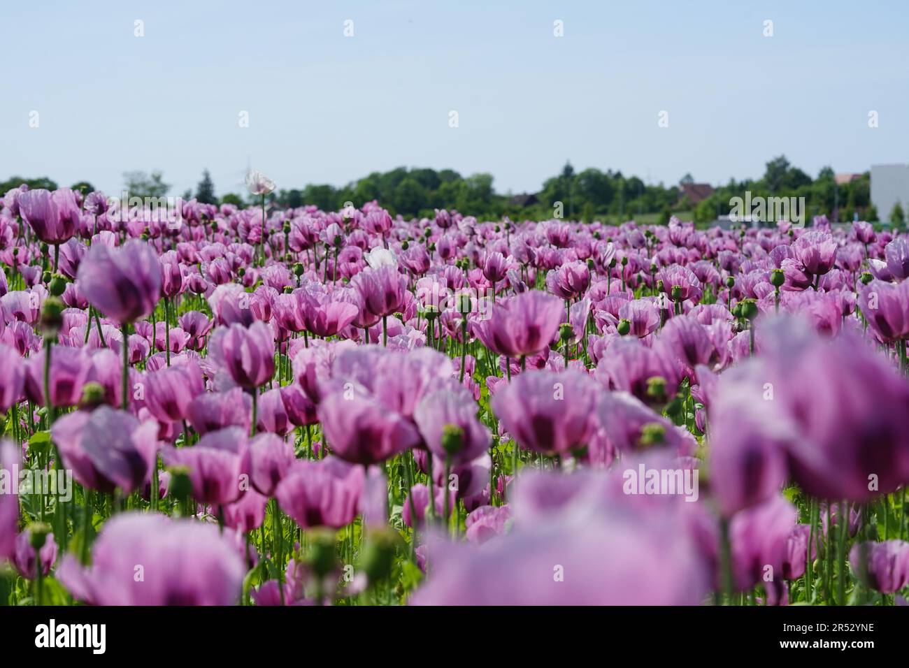 A picture of a field of pink poppies is processed into baker’s poppy Stock Photo