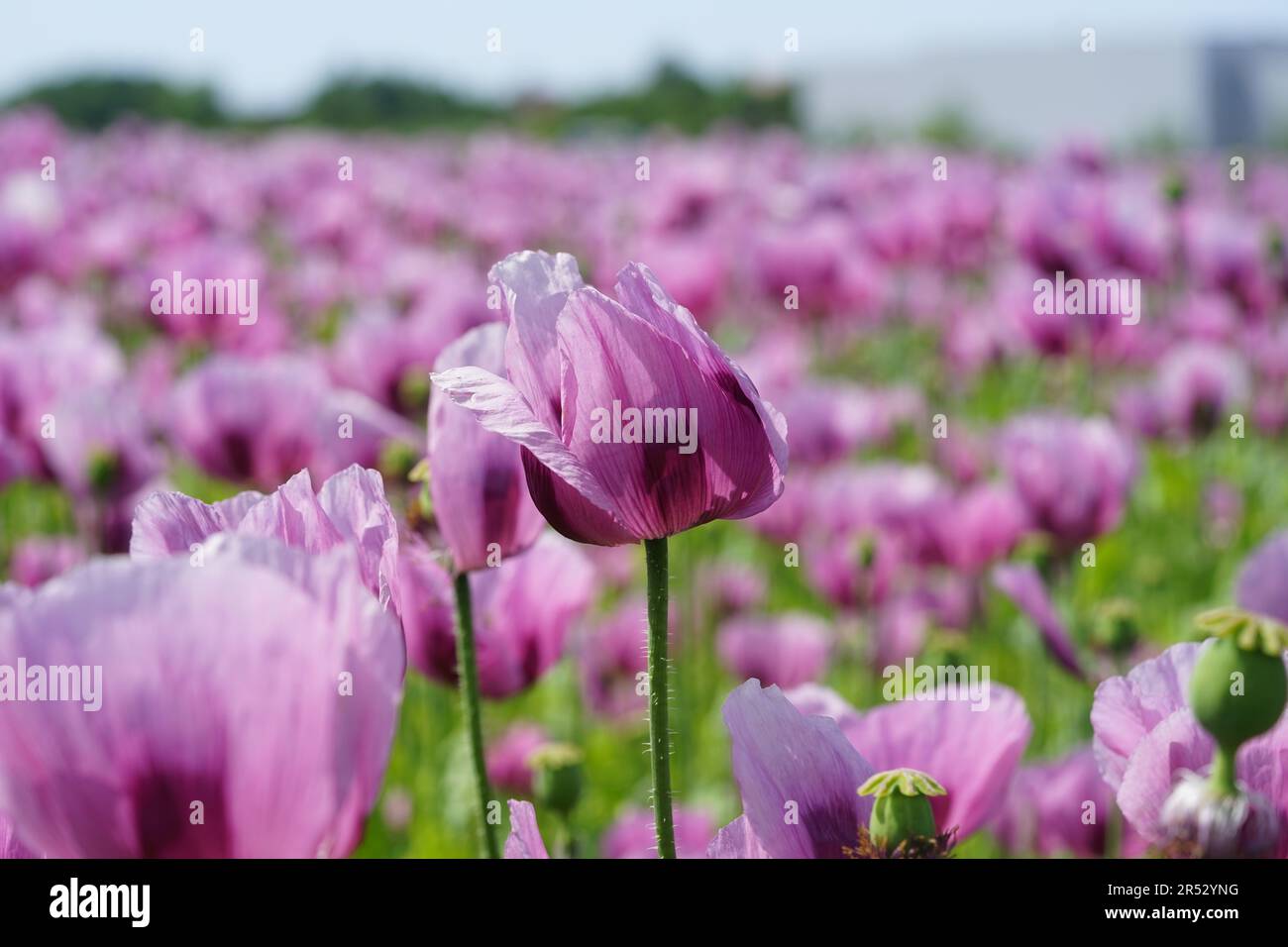 A picture of a field of pink poppies is processed into baker’s poppy Stock Photo