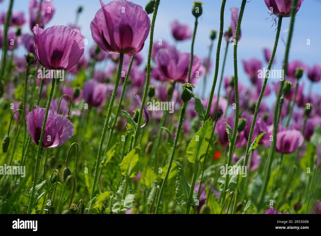 A picture of a field of pink poppies is processed into baker’s poppy Stock Photo