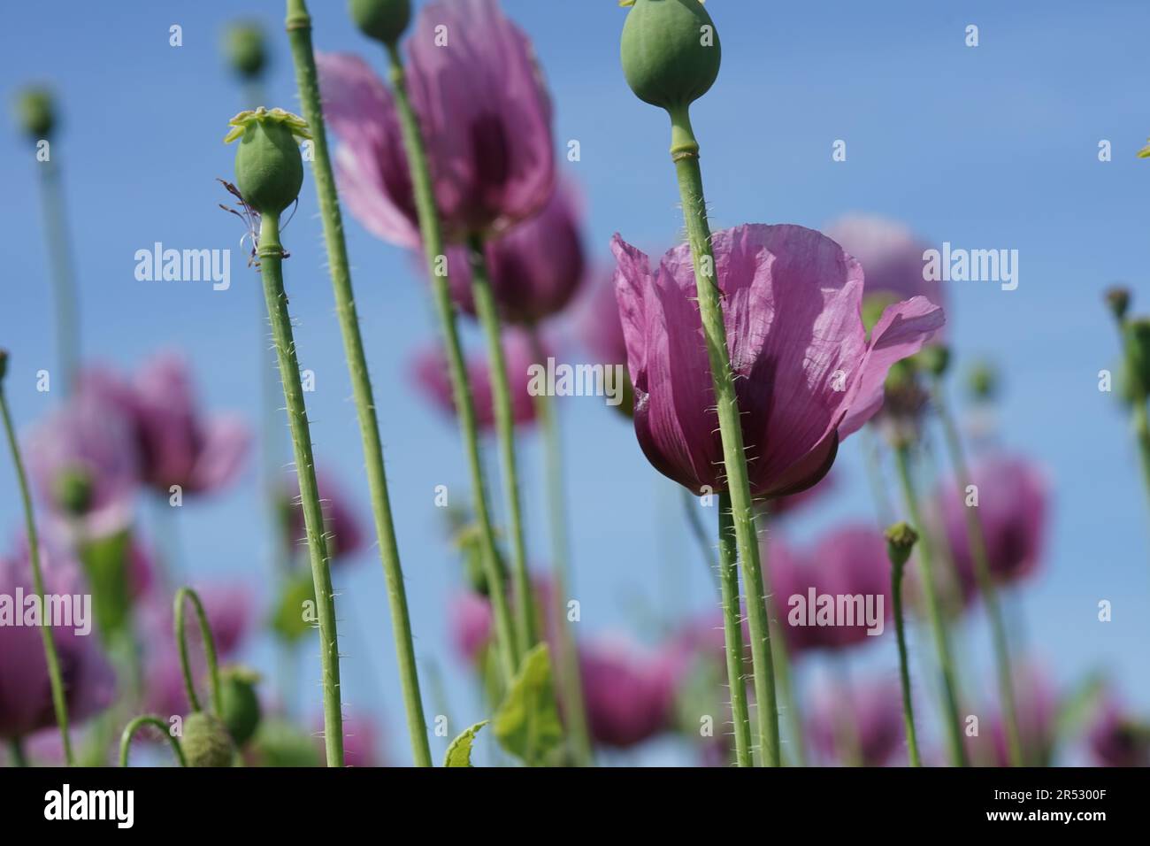 A picture of a field of pink poppies is processed into baker’s poppy Stock Photo