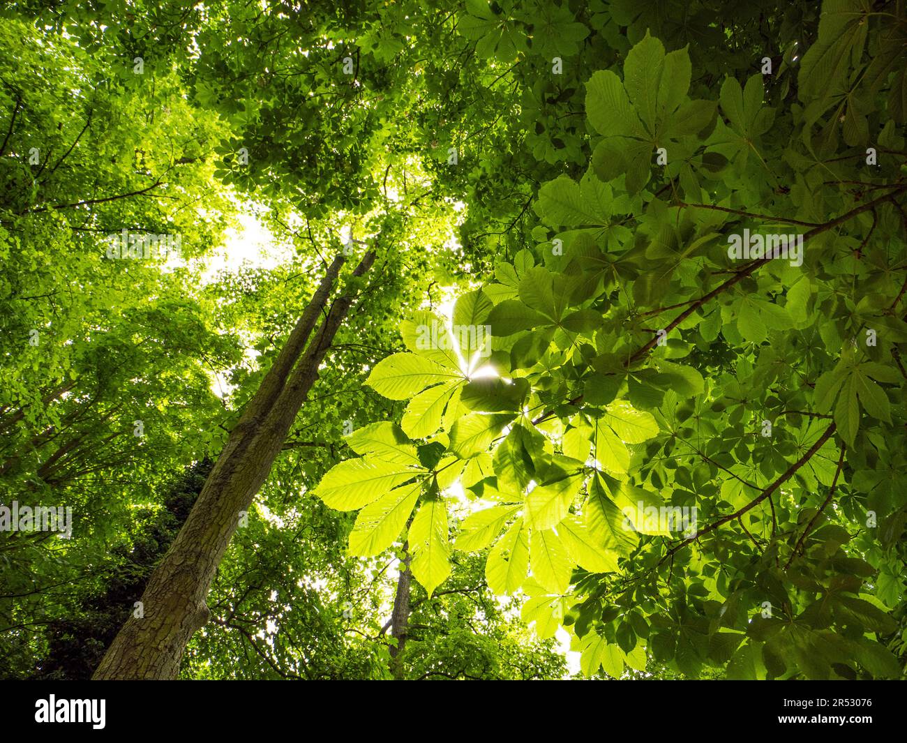 View Looking up into Trees, Balmore Walk, Caversham, Reading, Berkshire, England, UK, GB. Stock Photo